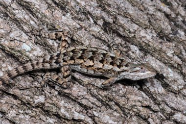 Bir Live Oak üzerinde kamufle edilmiş Teksas Dikenli Kertenkelesi (Sceloporus olivaceus)