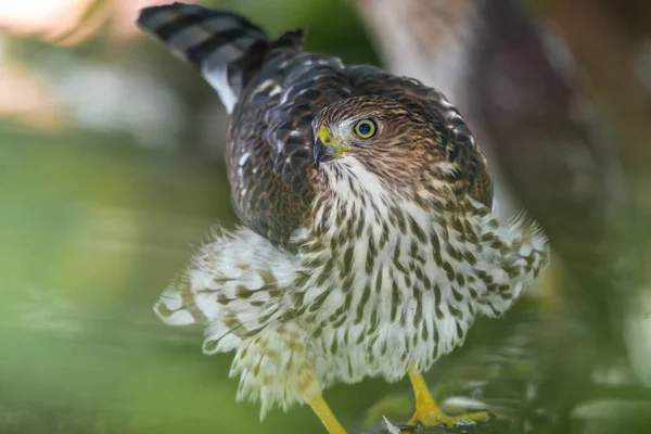Genç Coopers Şahininin Portresi (Accipiter Cooperii)