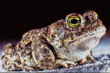 Bir Yolda Doğal Jack Kurbağası (Epidalea calamita)