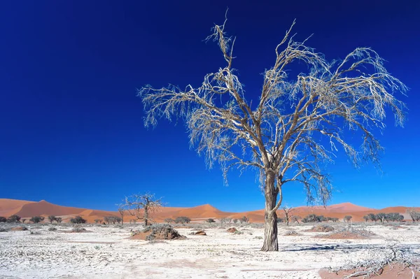 Árboles Muertos Sossusvlei Namibia — Foto de Stock