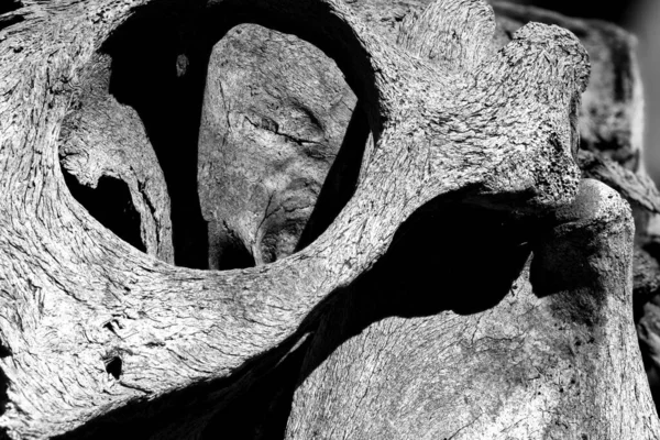 Close Horse Skull Black White — Stock Photo, Image