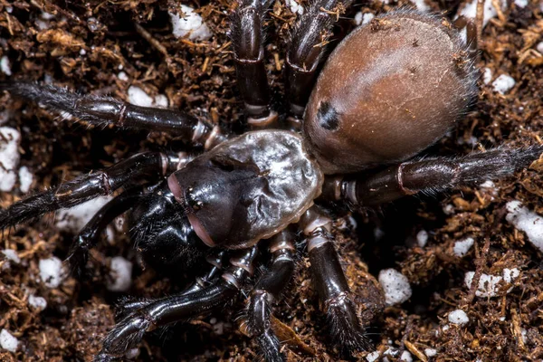 Trapdoor Spider Pravděpodobně Bothriocyrtum Californicum — Stock fotografie