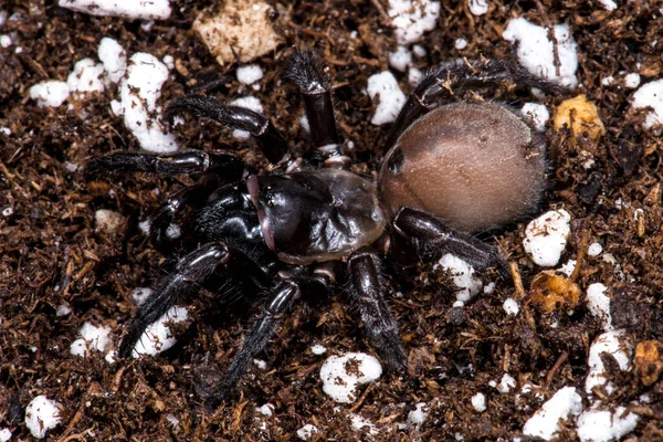 Araña Trampilla Probablemente Bothriocyrtum Californicum — Foto de Stock