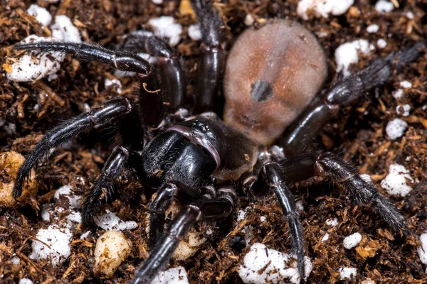 Trapdoor Spider Waarschijnlijk Bothriocyrtum Californicum — Stockfoto