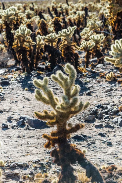 Cholla Cactus Garden Cylindropuntia Bigelovii Národním Parku Joshua Tree Kalifornie — Stock fotografie