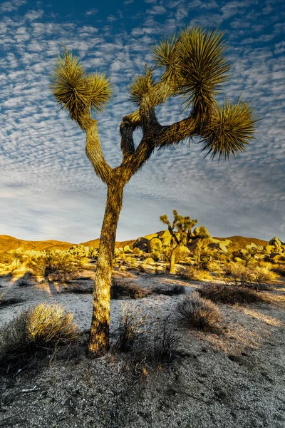 Národní Park Joshua Tree Kalifornie — Stock fotografie