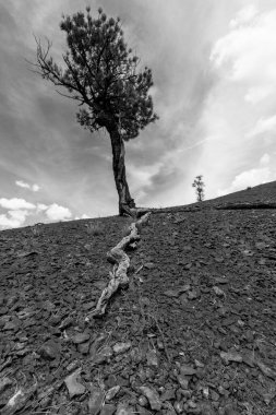 Utah 'ta bir yerde çöl ağacı var.