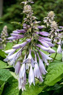 Bir Plantain Lily veya Hosta 'nın Çiçekleri