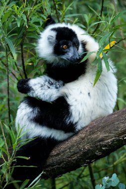 Siyah ve Beyaz Yakalı Lemur (Varecia variegata)