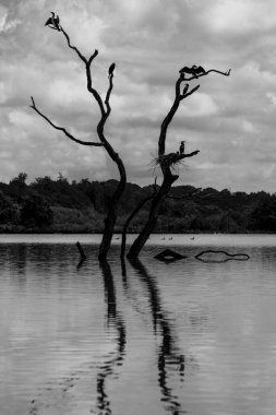 Ağaçta üreyen karabataklar