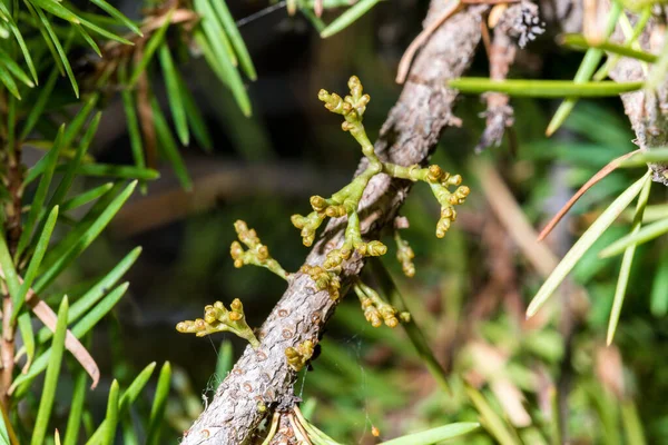 Dwarf Mistletoe Arceuthobium Spec — 스톡 사진