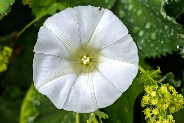 Wodorosty Polne Convolvulus Arvensis Kwiat Rano — Zdjęcie stockowe