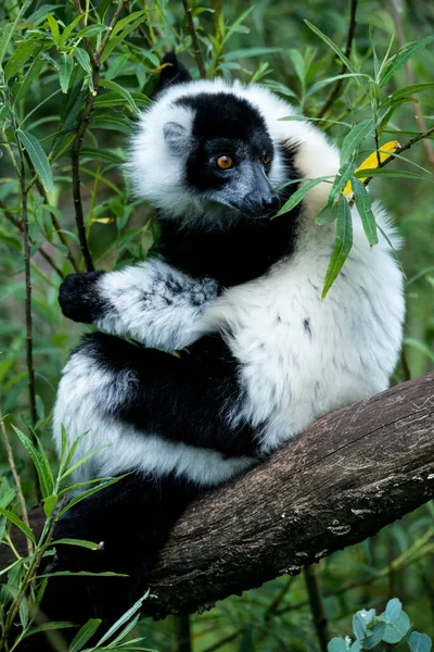 Lemur Ruffed Preto Branco Varecia Variegata — Fotografia de Stock
