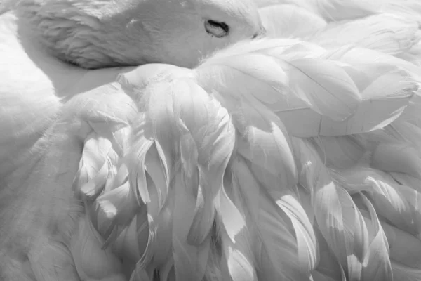 Uyuyan Kaz Beyaz Tüyleri — Stok fotoğraf
