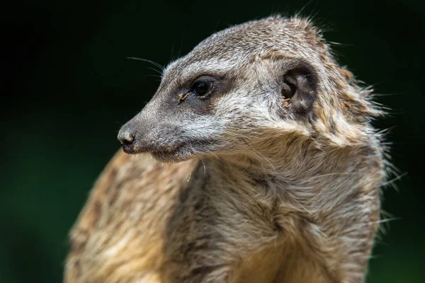 Mongoose Watch — стоковое фото