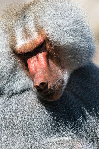 Porträt Eines Hamadryas Pavians Papio Hamadryas — Stockfoto