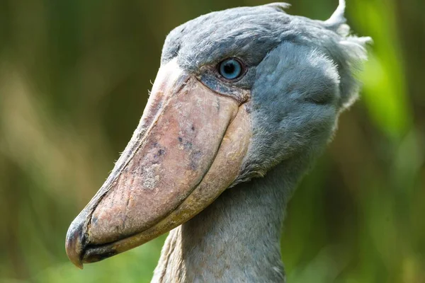 Προσωπογραφία Ενός Shoebill Balaeniceps Rex — Φωτογραφία Αρχείου