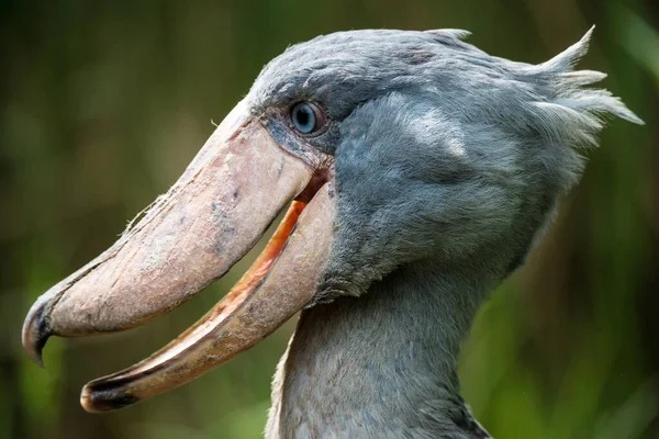 Bir Ayakkabı Gagası Portresi (Balaeniceps rex)