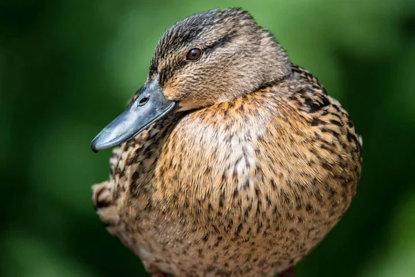 Stock image Female Mallard Duck (Anas platyrhynchos)