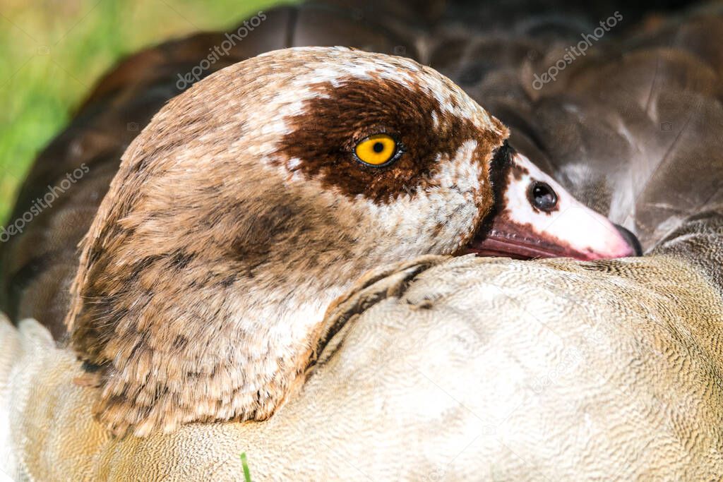 Resting Egyptian Goose (Alopochen aegyptiaca)