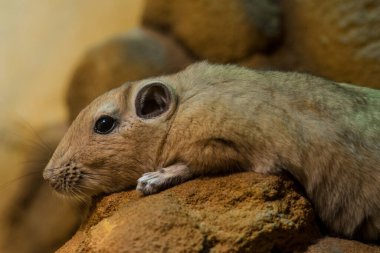 Bir Gundi Portresi (Ctenodactylus gundi)