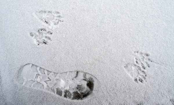 Voetafdrukken Van Mens Wasbeer Sneeuw — Stockfoto