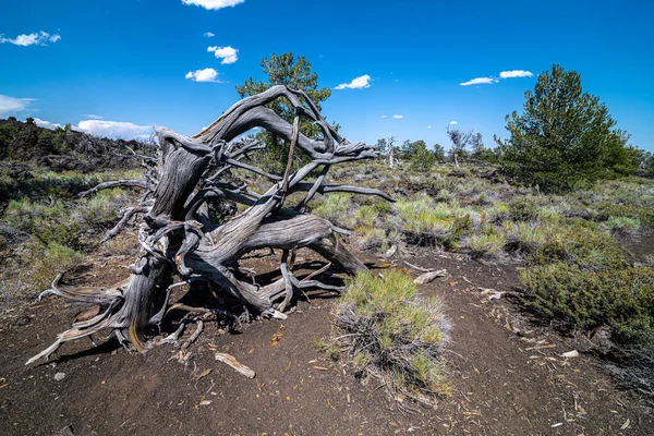Devils Orchard Craters Moon National Monument Idaho — Stock fotografie
