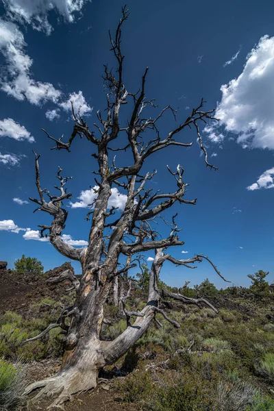 Teufelsgarten Krater Des Moon National Monument Idaho — Stockfoto