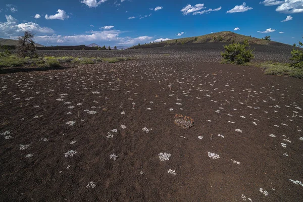 Jardín Ceniza Con Alforfón Enano Eriogonum Ovalifolium Monumento Nacional Cráteres —  Fotos de Stock