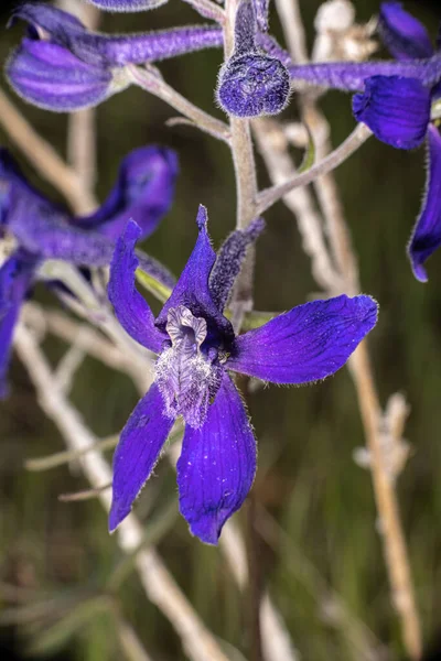 Upland Larkspur Delphinium Nuttallianum — Stock Photo, Image