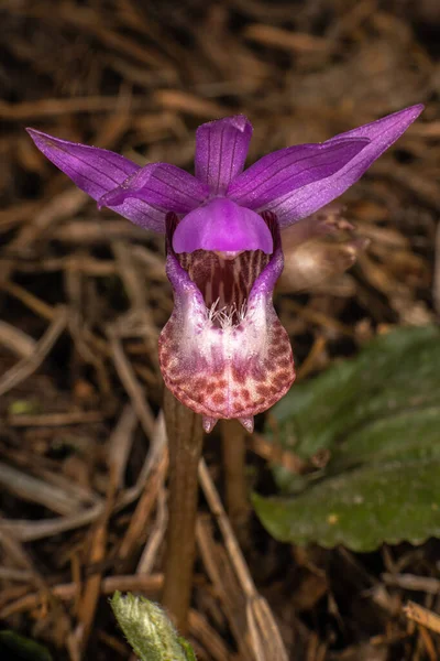 Deslizador Hadas Orquídea Cabeza Ciervo Calypso Bulbosa — Foto de Stock
