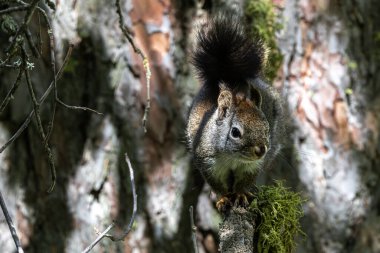 Amerikan kırmızı sincabı (Tamiasciurus hudsonicus)