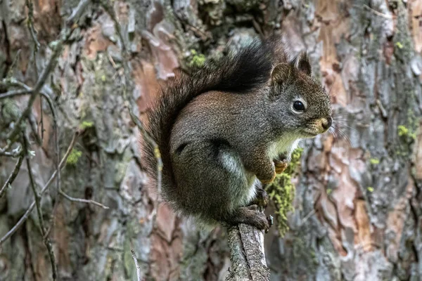 Wiewiórka Amerykańska Tamiasciurus Hudsonicus — Zdjęcie stockowe