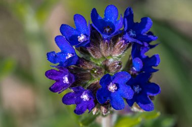 Genel Bugloss veya Alkanet Çiçeği (Anchusa officinalis)