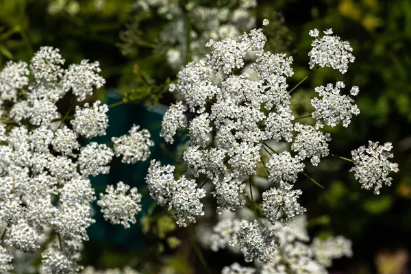 Flores Anís Anís Anís Pimpinella Anisum —  Fotos de Stock