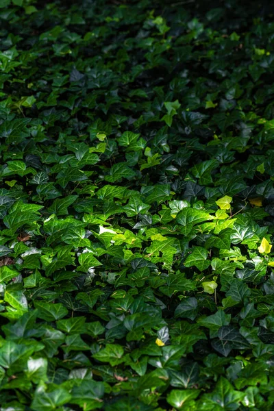 Efeu Yaprakları Hedera Sarmaşığı Bitkileri — Stok fotoğraf