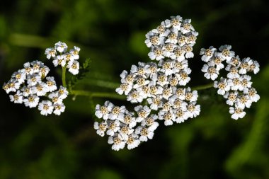 Ortak Yarrow, Batı Yarrow, Yarrow ya da Milfoil çiçekleri (Achillea millefolium)