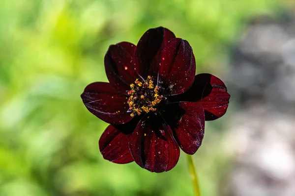 Květ Čokoládového Kosmu Kosmos Atrosanguineus — Stock fotografie