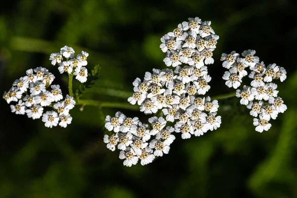 Bloemen Van Gewone Pijl Westelijke Pijl Pijl Milfoil Achillea Millefolium — Stockfoto