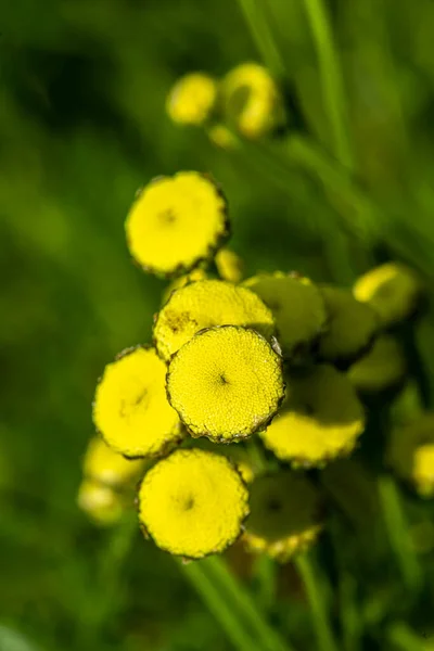 Zielona Lawenda Cotton Green Santolina Lub Święty Len Santolina Rosmarinifolia — Zdjęcie stockowe