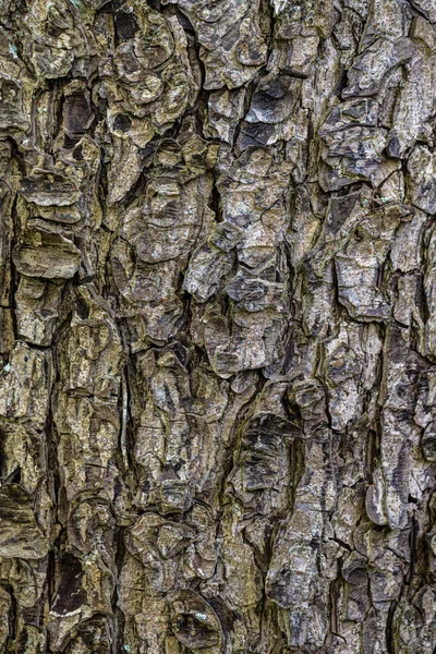 Kora Tureckiego Piwne Lub Tureckie Filbert Corylus Colurna — Zdjęcie stockowe