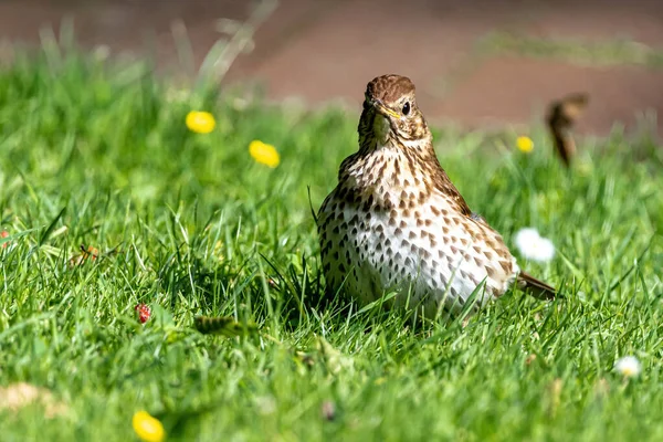 Song Thrush Turdus Philomelos Searching Food — Stock Photo, Image