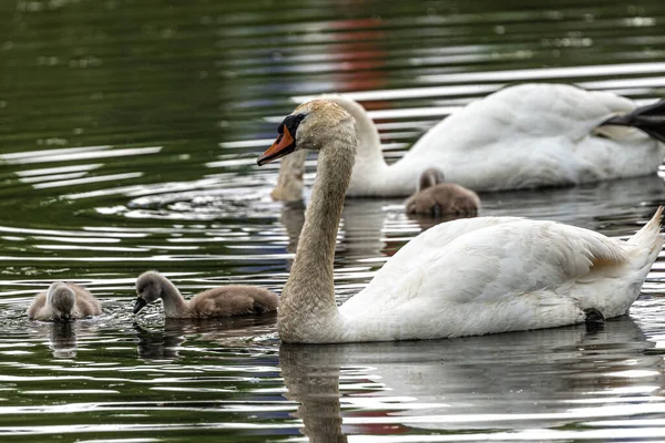 Néma Hattyúk Cygnus Olor Csirkékkel — Stock Fotó