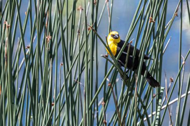 Perching Yellow-headed Blackbird (Xanthocephalus xanthocephalus)