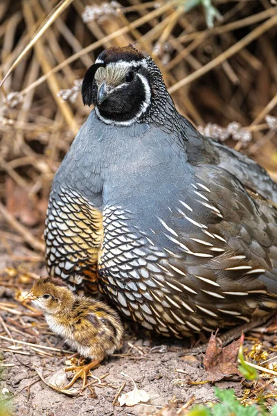 Male California Quail Callipepla Californica Watching Hatchling — Stock Photo, Image