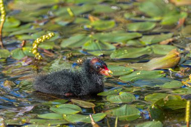 Genç Ortak Moorhen (Gallinula kloropusu) Yuvalanıyor