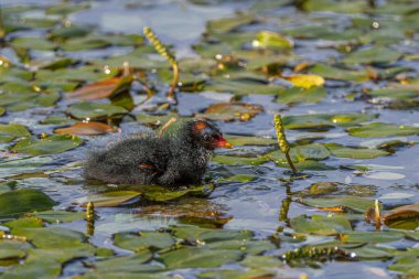 Genç Ortak Moorhen (Gallinula kloropusu) Yuvalanıyor