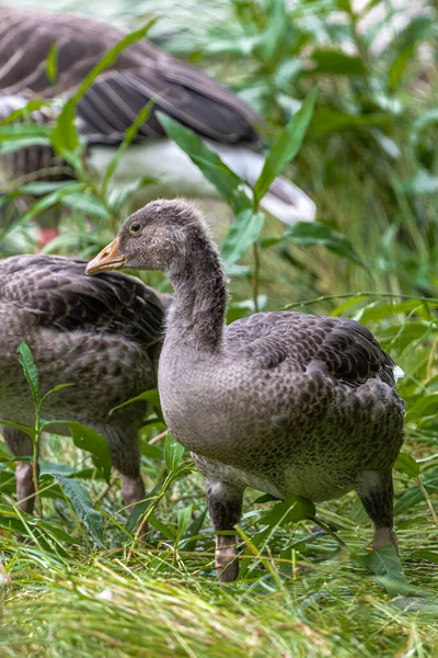 Ganso Jovem Greylag Anser Anser — Fotografia de Stock