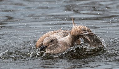 Genç Batı Martı (Larus occidentalis) Plumage 'ini temizliyor