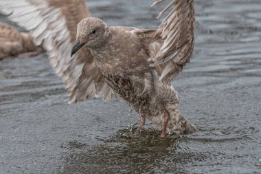 Genç Batı Martı (Larus occidentalis) Plumage 'ini temizliyor